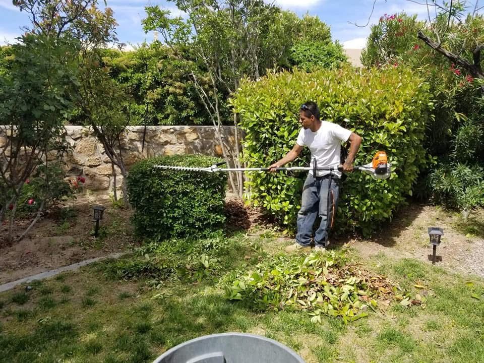 A Pro Cuts crew member using a pole hedge trimmer to trim a shrub in a Las Cruces yard.